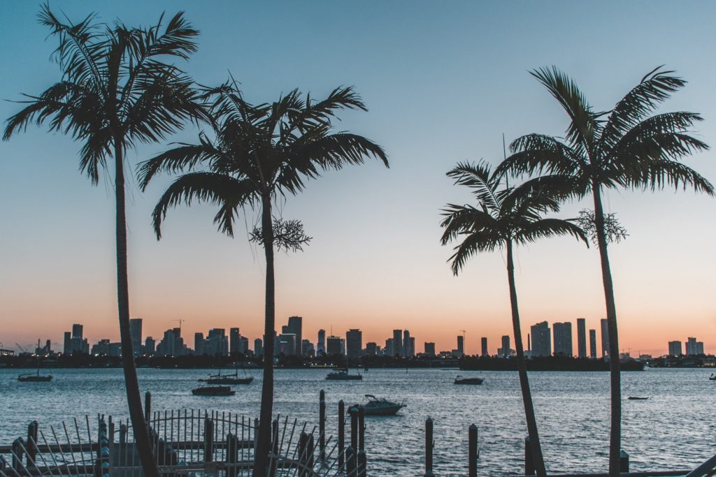 palm trees in front of ocean and cityscape at sunset
