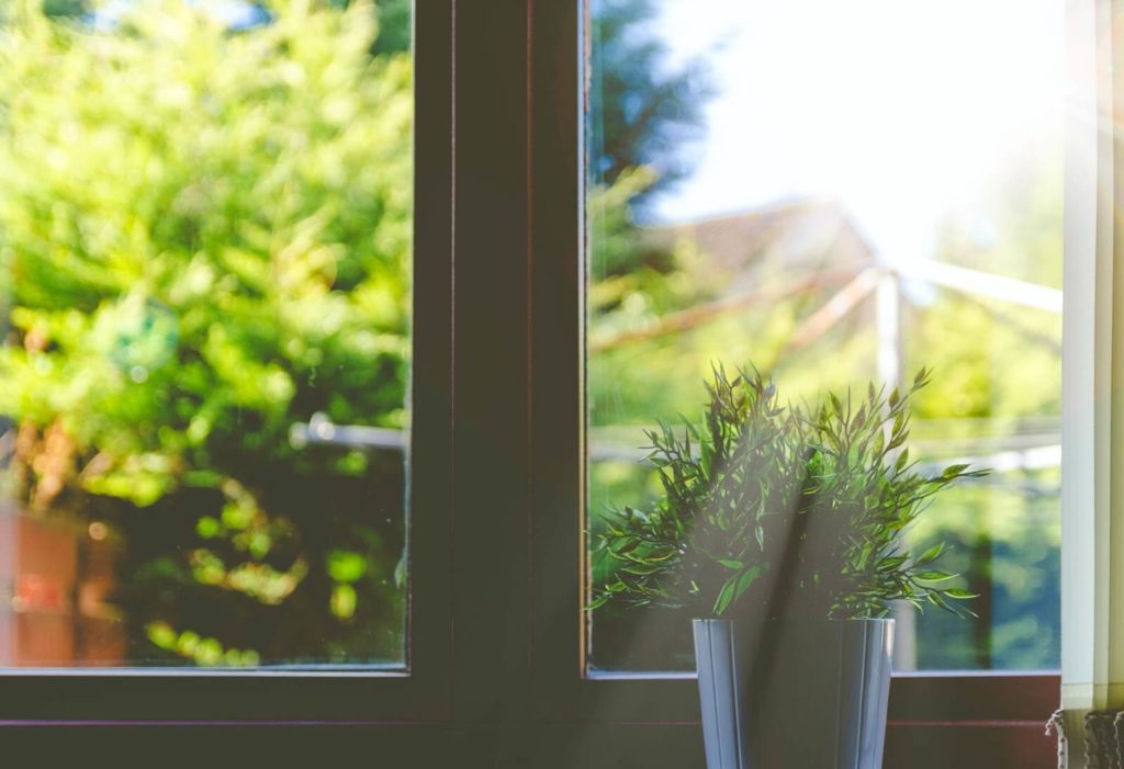 window panes inside with plant in front of it